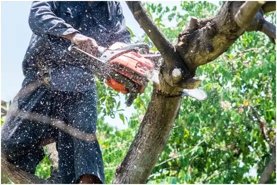 tree services South Fork